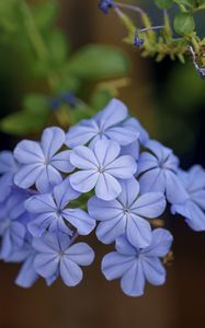 Preview wallpaper plumbago, flowers, petals, blue, macro