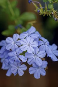 Preview wallpaper plumbago, flowers, petals, blue, macro