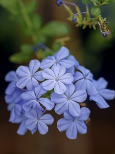 Preview wallpaper plumbago, flowers, petals, blue, macro