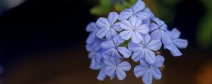 Preview wallpaper plumbago, flowers, petals, blue, macro