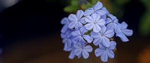 Preview wallpaper plumbago, flowers, petals, blue, macro