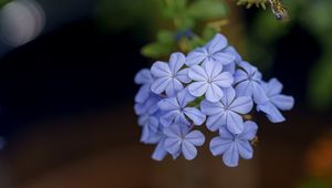 Preview wallpaper plumbago, flowers, petals, blue, macro