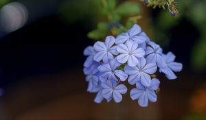 Preview wallpaper plumbago, flowers, petals, blue, macro