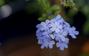 Preview wallpaper plumbago, flowers, petals, blue, macro