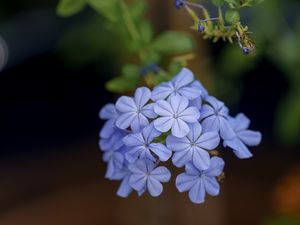 Preview wallpaper plumbago, flowers, petals, blue, macro