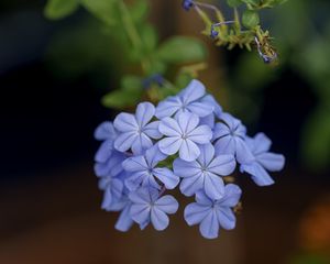 Preview wallpaper plumbago, flowers, petals, blue, macro