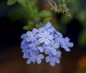 Preview wallpaper plumbago, flowers, petals, blue, macro