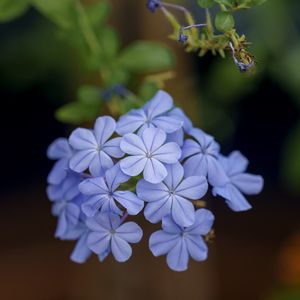 Preview wallpaper plumbago, flowers, petals, blue, macro