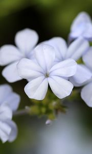 Preview wallpaper plumbago, flowers, petals, white, macro