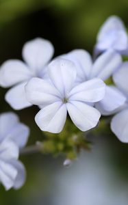 Preview wallpaper plumbago, flowers, petals, white, macro