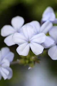 Preview wallpaper plumbago, flowers, petals, white, macro