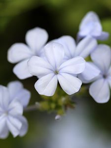 Preview wallpaper plumbago, flowers, petals, white, macro