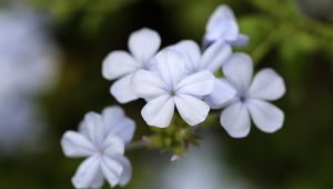 Preview wallpaper plumbago, flowers, petals, white, macro