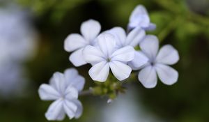 Preview wallpaper plumbago, flowers, petals, white, macro