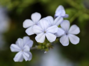 Preview wallpaper plumbago, flowers, petals, white, macro