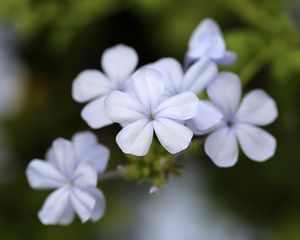 Preview wallpaper plumbago, flowers, petals, white, macro