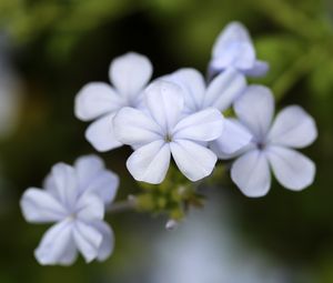 Preview wallpaper plumbago, flowers, petals, white, macro