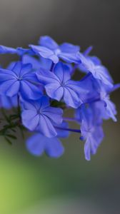 Preview wallpaper plumbago, flowers, petals, macro, blue