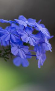 Preview wallpaper plumbago, flowers, petals, macro, blue