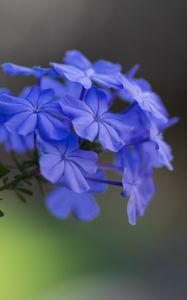 Preview wallpaper plumbago, flowers, petals, macro, blue