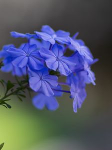 Preview wallpaper plumbago, flowers, petals, macro, blue