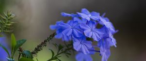 Preview wallpaper plumbago, flowers, petals, macro, blue