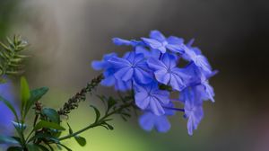 Preview wallpaper plumbago, flowers, petals, macro, blue