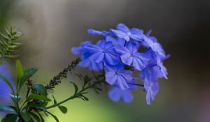 Preview wallpaper plumbago, flowers, petals, macro, blue