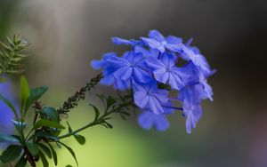 Preview wallpaper plumbago, flowers, petals, macro, blue