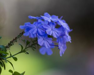 Preview wallpaper plumbago, flowers, petals, macro, blue