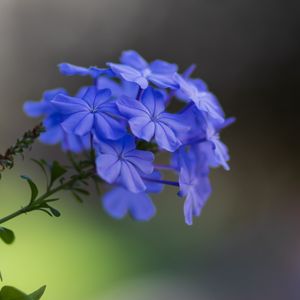 Preview wallpaper plumbago, flowers, petals, macro, blue