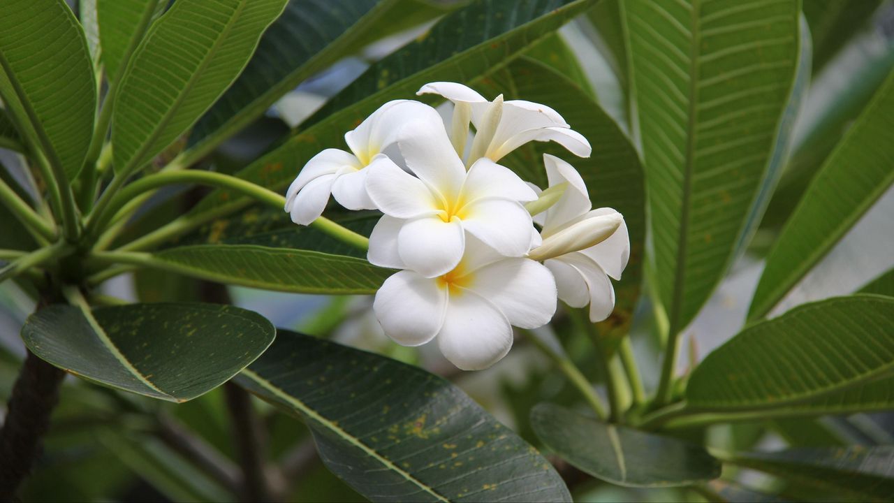 Wallpaper plumeria, bloom, snowy, green, buds hd, picture, image