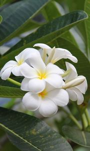 Preview wallpaper plumeria, bloom, snowy, green, buds