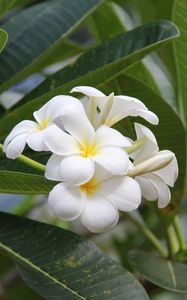 Preview wallpaper plumeria, bloom, snowy, green, buds