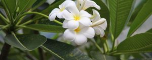 Preview wallpaper plumeria, bloom, snowy, green, buds