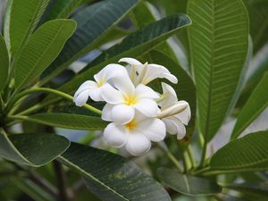 Preview wallpaper plumeria, bloom, snowy, green, buds