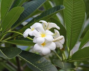 Preview wallpaper plumeria, bloom, snowy, green, buds