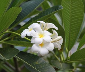 Preview wallpaper plumeria, bloom, snowy, green, buds