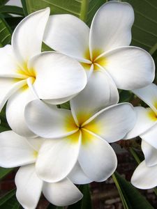 Preview wallpaper plumeria, blossom, leaf, exotic