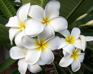 Preview wallpaper plumeria, blossom, leaf, exotic