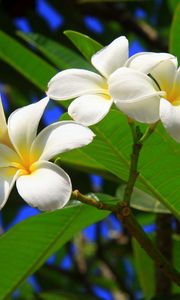 Preview wallpaper plumeria, bush, green, sunny, leaves