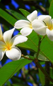 Preview wallpaper plumeria, bush, green, sunny, leaves