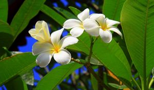 Preview wallpaper plumeria, bush, green, sunny, leaves