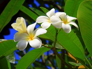 Preview wallpaper plumeria, bush, green, sunny, leaves