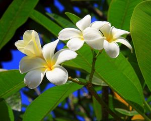 Preview wallpaper plumeria, bush, green, sunny, leaves