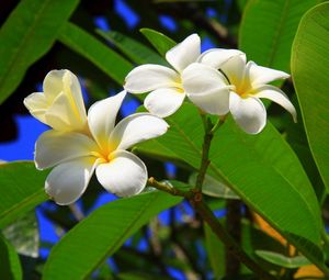 Preview wallpaper plumeria, bush, green, sunny, leaves