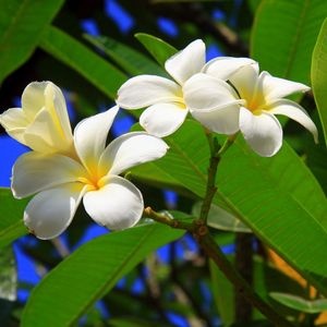 Preview wallpaper plumeria, bush, green, sunny, leaves