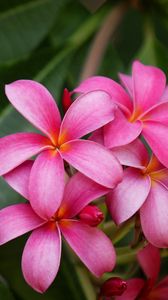 Preview wallpaper plumeria, bush, herbs, close-up