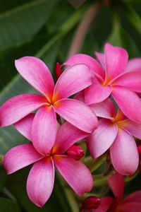 Preview wallpaper plumeria, bush, herbs, close-up