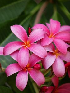 Preview wallpaper plumeria, bush, herbs, close-up